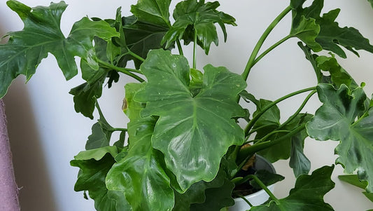 Philodendron Lacerum