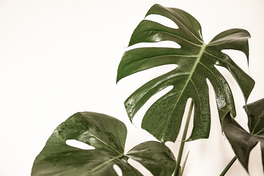 Monstera Deliciosa - Gatenplant