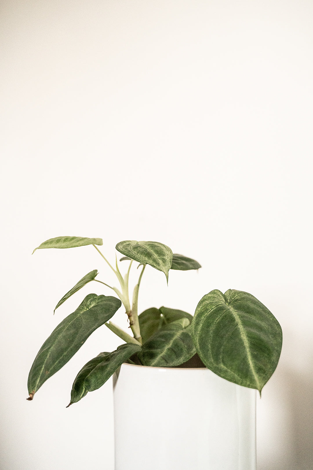 syngonium macrophyllum of frosted heart kamerplant